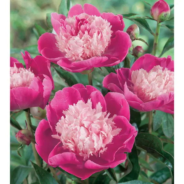 Peony Rose Gay Paree