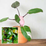 Philodendron Pink Princess P10phippr - Garden Express Australia