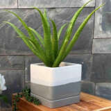 Planter Pot 3 Tone Square Pot W Tray Pot3tonesq - Garden Express Australia