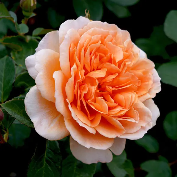 David Austin Rose Dame Judi Dench (pbr)