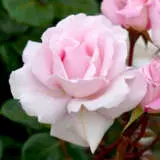 Rose First Crush Rospfcr - Garden Express Australia
