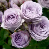 Rose My Little Angel Rosmmla - Garden Express Australia