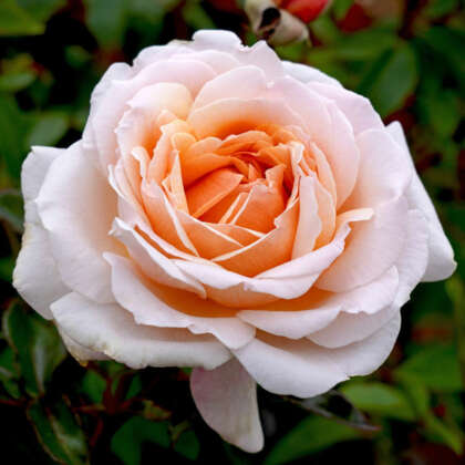 Rose Spicy Parfuma Rospspa - Garden Express Australia