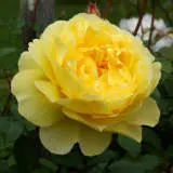 Rose The Poets Wife Rosdtpw - Garden Express Australia