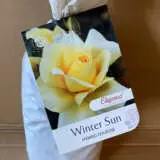 Rose Winter Sun (pbr) Rose Winter Sun (pbr)