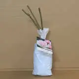 Rose First Crush Rose First Crush