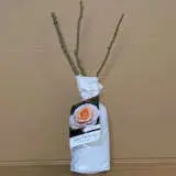 Rose Spicy Parfuma Rose Spicy Parfuma