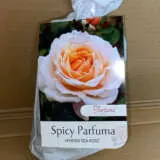 Rose Spicy Parfuma Rose Spicy Parfuma