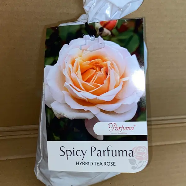 Rose Spicy Parfuma Rose Spicy Parfuma