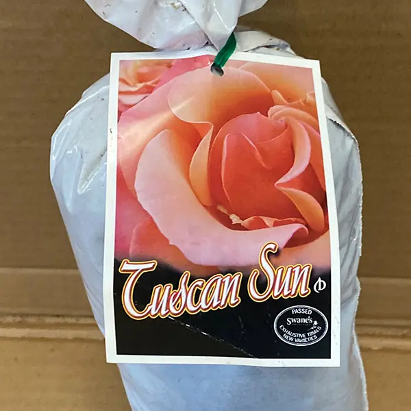 Rose Tuscan Sun (pbr) Rose Tuscan Sun (pbr)