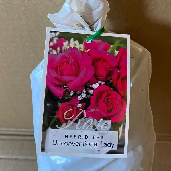 Rose Unconventional Lady