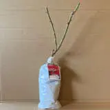 Rose Unconventional Lady Rose Unconventional Lady