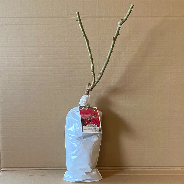 Rose Unconventional Lady