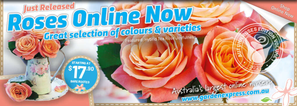 Garden Express Rose Catalogue Online Now