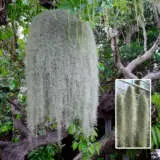 Spanish Moss Tillandsia Plaspamos - Garden Express Australia