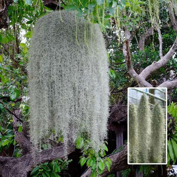 Spanish Moss- Tillandsia Usneoides