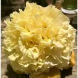 Tree Peony Golden Hind Pktpaghi 300x300 - Garden Express Australia
