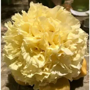 Tree Peony Golden Hind Tree Peony Golden Hind