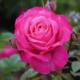 Unconventional Lady Roshula - Garden Express Australia