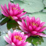 Water Lily Perrys Baby Red