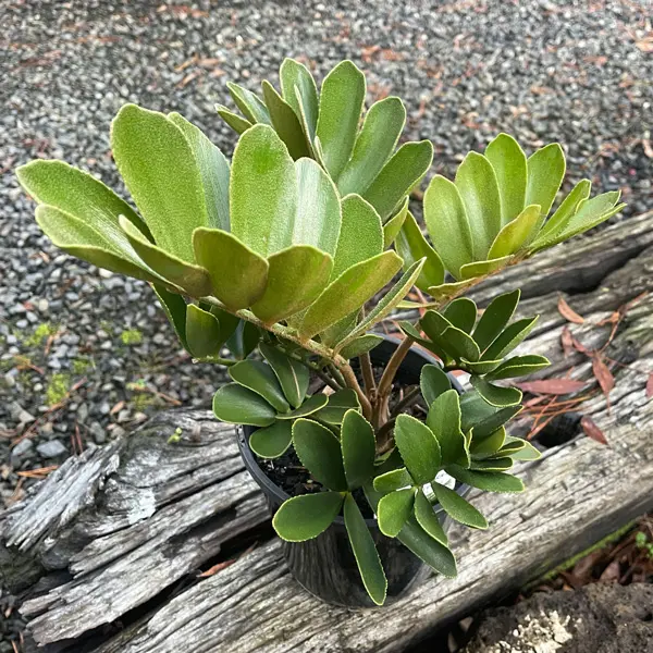 Zamia Cardboard Palm