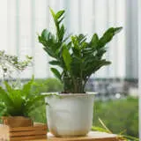 Zamioculcas Zanzibar Gem P14zamzan - Garden Express Australia