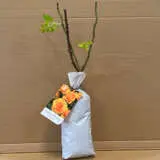 Rose Golden Beauty Rose Golden Beauty