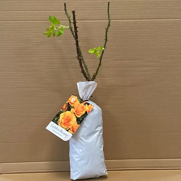 Rose Golden Beauty Rose Golden Beauty