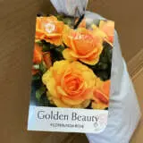 Rose Golden Beauty Rose Golden Beauty