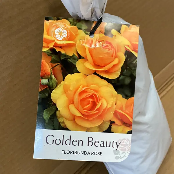 Rose Golden Beauty Rose Golden Beauty