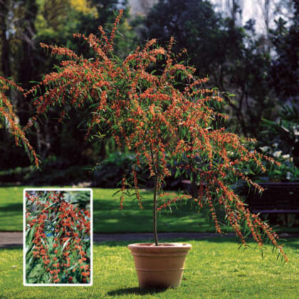 Acacia Scarlet Blaze P14acasbl - Garden Express Australia