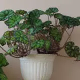 Begonia Gremlin P10beggre - Garden Express Australia
