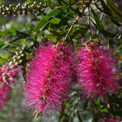 Callistemon Perth Pink P14calppi - Garden Express Australia