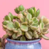 Cotyledon Bear Paw Variegated P68cotbpv - Garden Express Australia