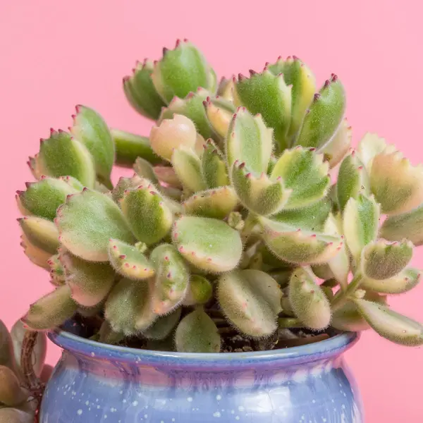 Cotyledon Bear Paw Variegated