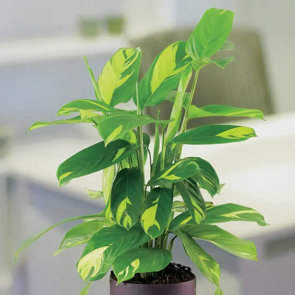 Ctenanthe Golden Mosaic 100mm