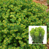 Euphorbia Baby Charm P68eupbch - Garden Express Australia