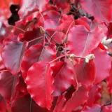 Flowering Pear Flowering Pear