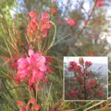 Grevillea Elegance P14greele - Garden Express Australia