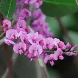 Hardenbergia Candy Crawl P14harccr - Garden Express Australia