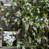 Hardenbergia White Out P14harwou - Garden Express Australia