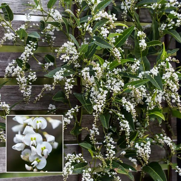 Hardenbergia White Out (pbr)