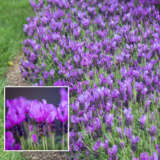 Lavinnova Lavender Fairy Wings Spellbound P14lavfws - Garden Express Australia
