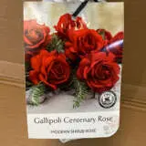 Rose Gallipoli Centenary Rose Gallipoli Centenary