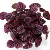 Peperomia Ruby Ripple P10peprri - Garden Express Australia