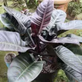 Philodendron Black Cardinal P10phibca - Garden Express Australia