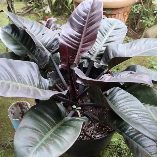 Philodendron Black Cardinal