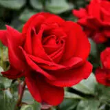 Rose Gallipoli Centenary Rosfgce - Garden Express Australia