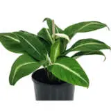Spathiphyllum Floribundum P10spaflo - Garden Express Australia