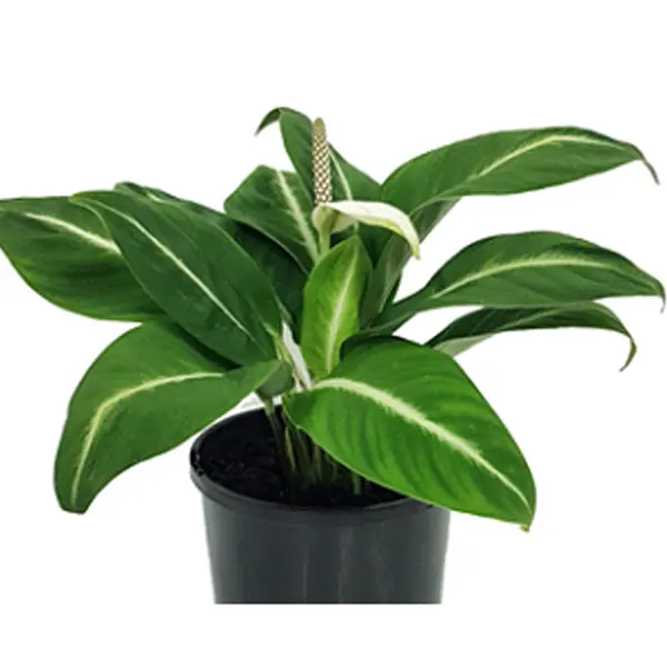 Spathiphyllum Floribundum